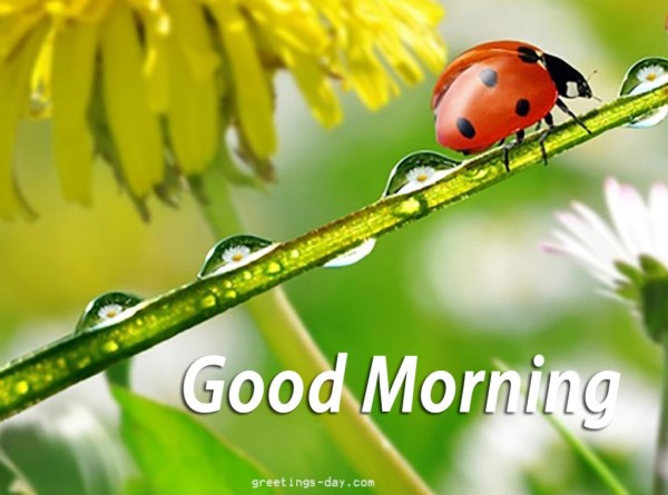 Good Morning - Cute Insect-wg01713