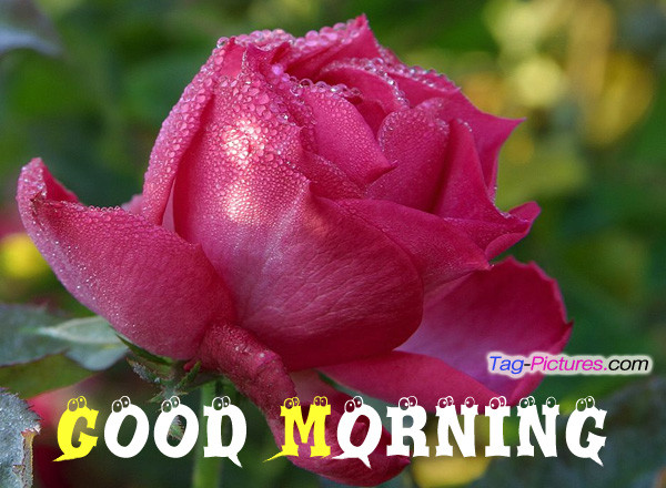Good Morning-Dew Drops On Rose-wg0922
