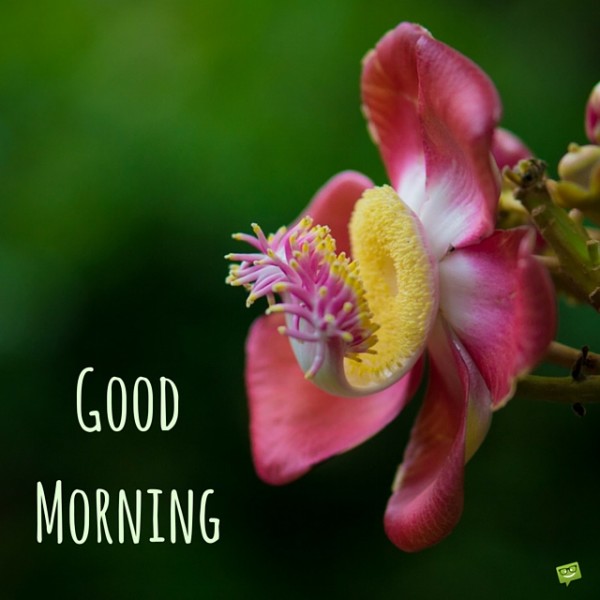 Good Morning - Flower Pic-wg017025