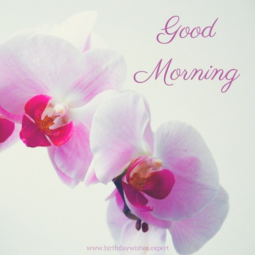 Good Morning - Flowers-wg01016