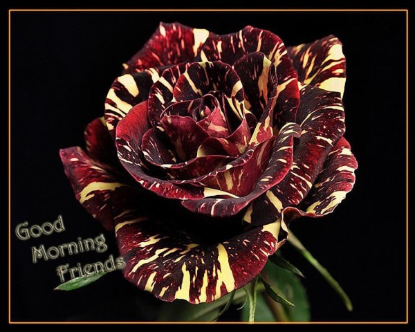 Good Morning Friends - Amazing Rose Image-wg2505