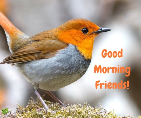 Good Morning Friends - Bird-wg017055