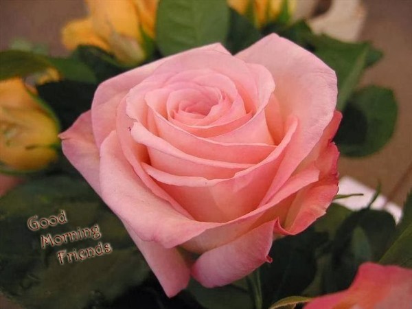 Good Morning Friends - Pink Rose Image-wg2506