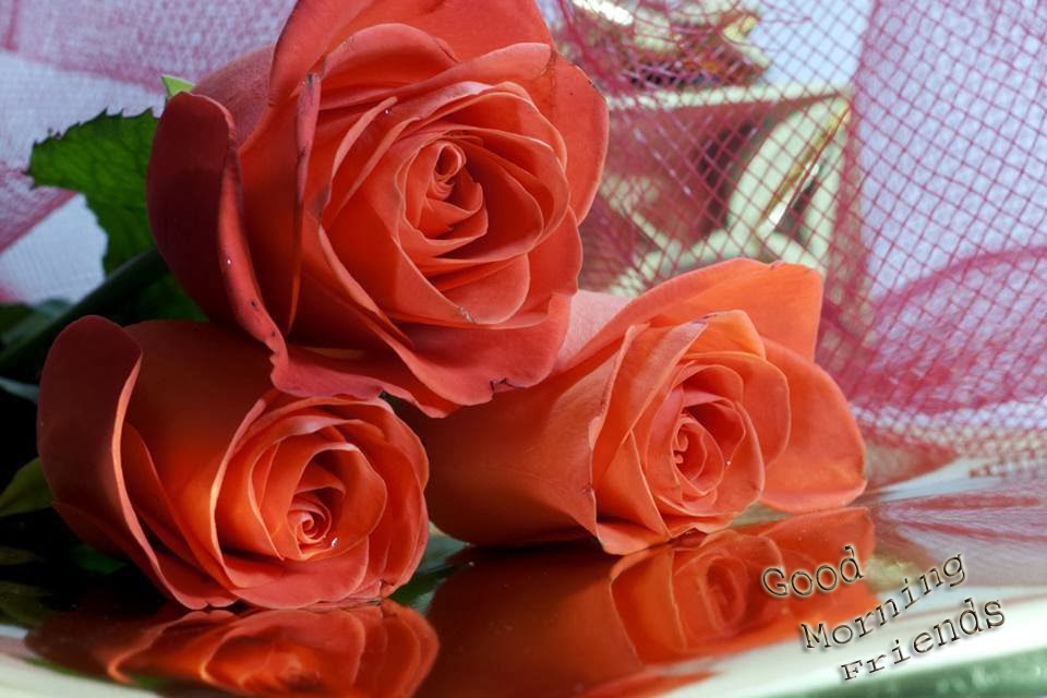 Good Morning Friends – Roses