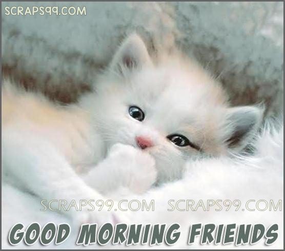 Good Morning Friends - White Cat-wg0544