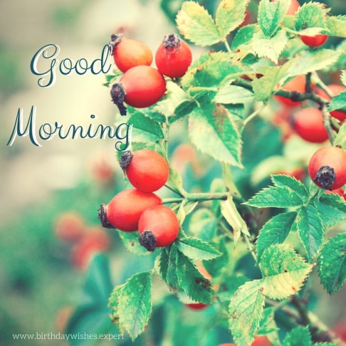 Good Morning - Fruits Image-wg01017