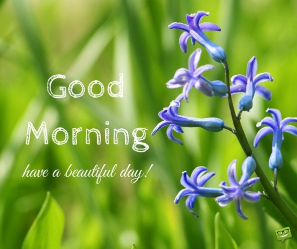 Good Morning Have A Beautiful Day !!-wg017062