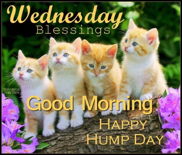 Good Morning Have A Hump Day-wg050106