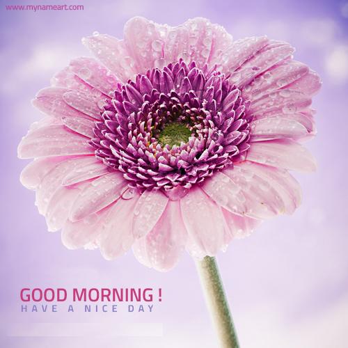 Good Morning Have A Nice Day !-wg8505