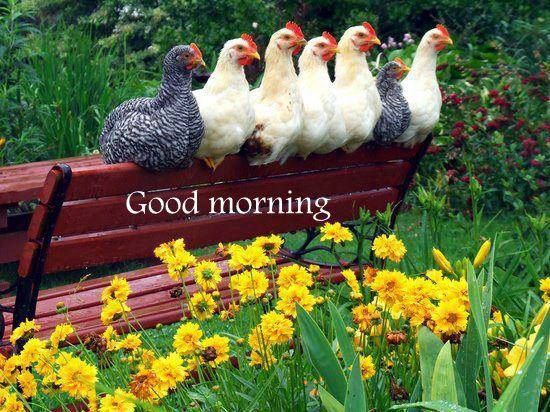 Good Morning - Hen Image-wb06