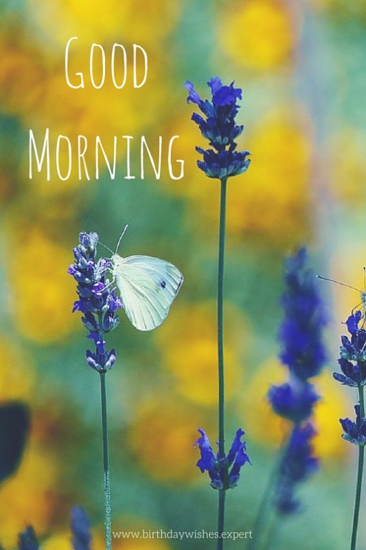 Good Morning - Image-wg01019