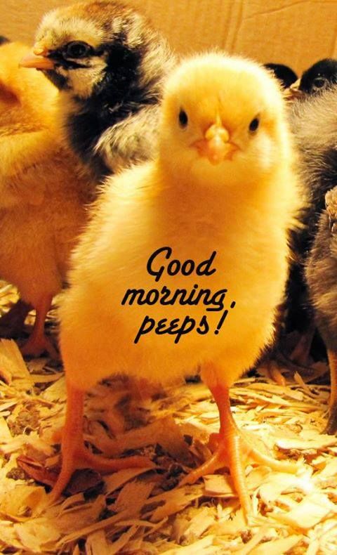 Good Morning Peeps-wb64