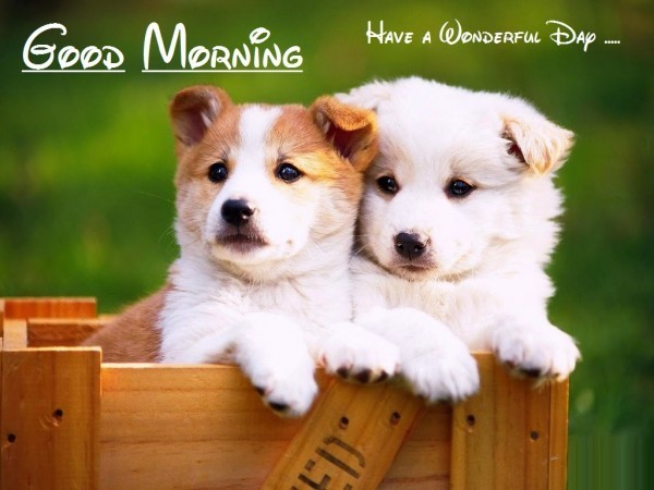 Good Morning - Puppies Image-wg015027