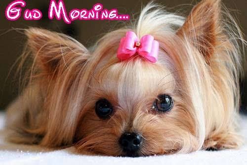 Good Morning- Puppy-wm1711