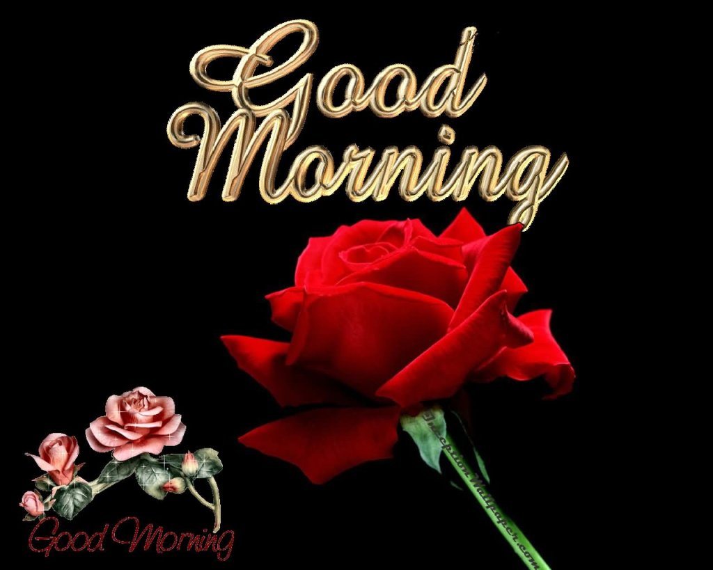 Good Morning – Red Rose