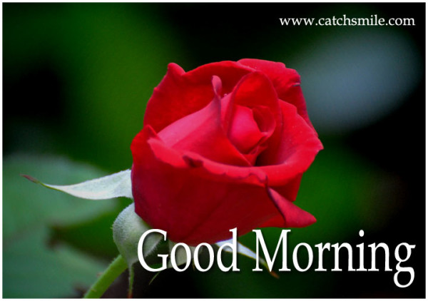 Good Morning-Red Roses-wg8512