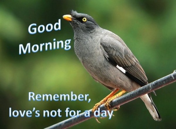 Good Morning - Remember Loves Not For A Day-wg017039