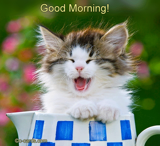 Good Morning – Smiley Cat