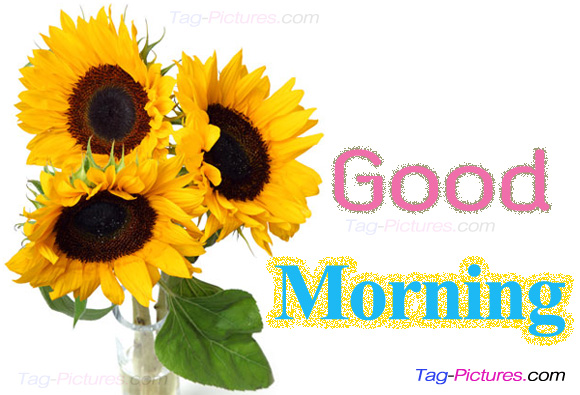 Good Morning - Sunflowers Image-wg01716