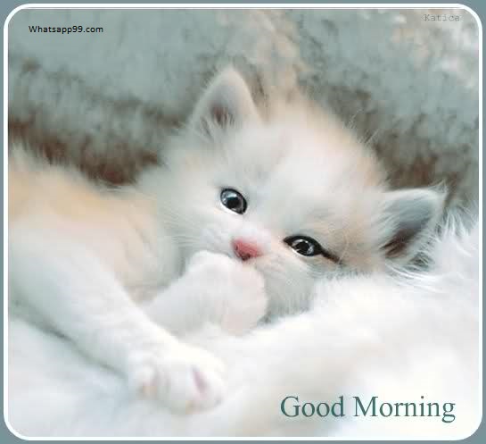 Good Morning - Sweet Cat-wg0193