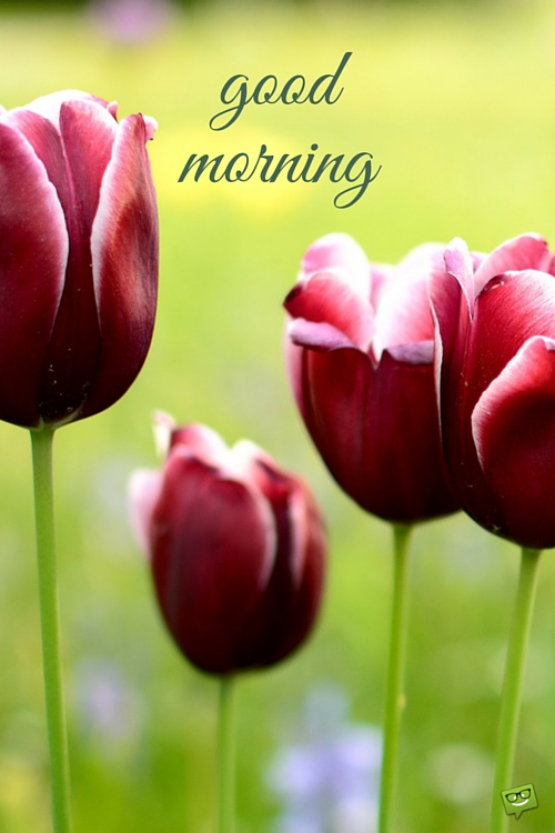 Good Morning - Tulips Image-wg017044