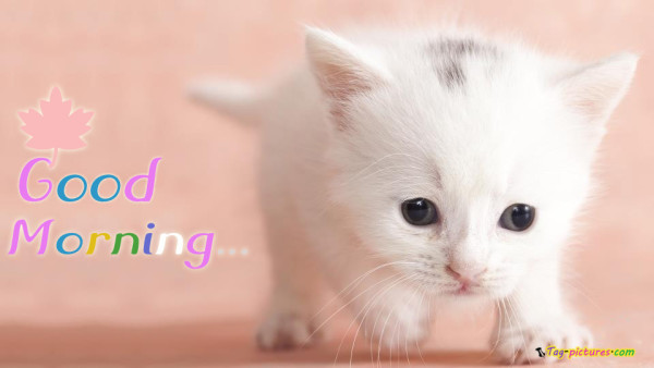 Good Morning-White Cat Image-wg9008