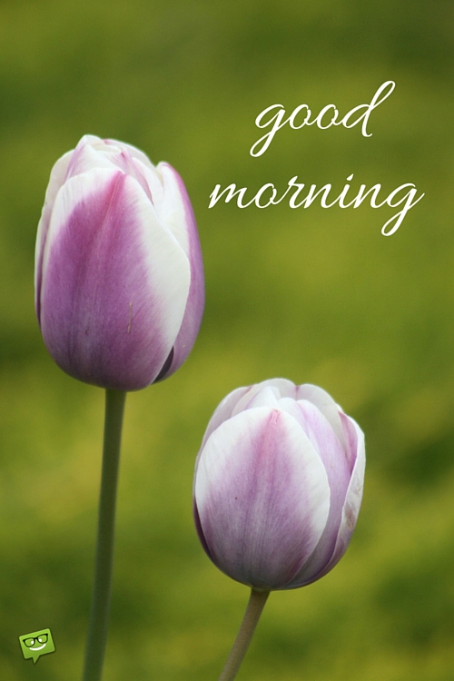 Good Morning Wiith Tulip !-wg017091