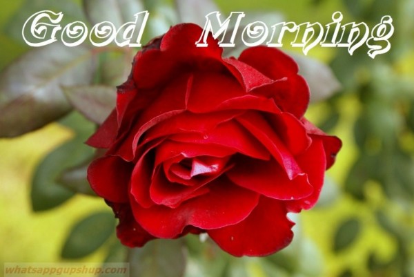 Good Morning With Awesom Red Rose-wg0909