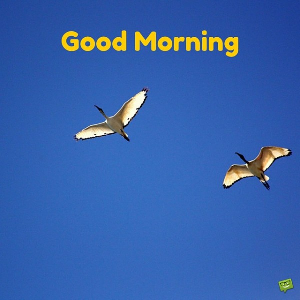 Good Morning With Awesome Fliying Birds-wg017093
