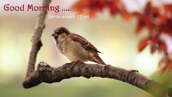 Good Morning With Birds Image-wb98