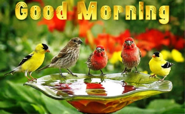 Good Morning With Birds !-wg01342