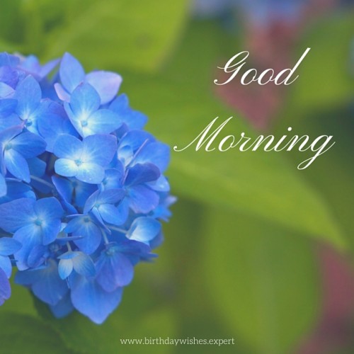 Good Morning With Blue Flowers-wg01040