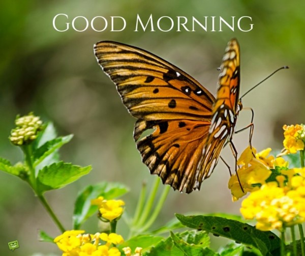 Good Morning With Brown Butterfly-wg01739