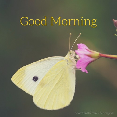 Good Morning With Butterfly-wg01041