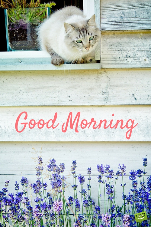 Good Morning With Cat Photo-wg017099