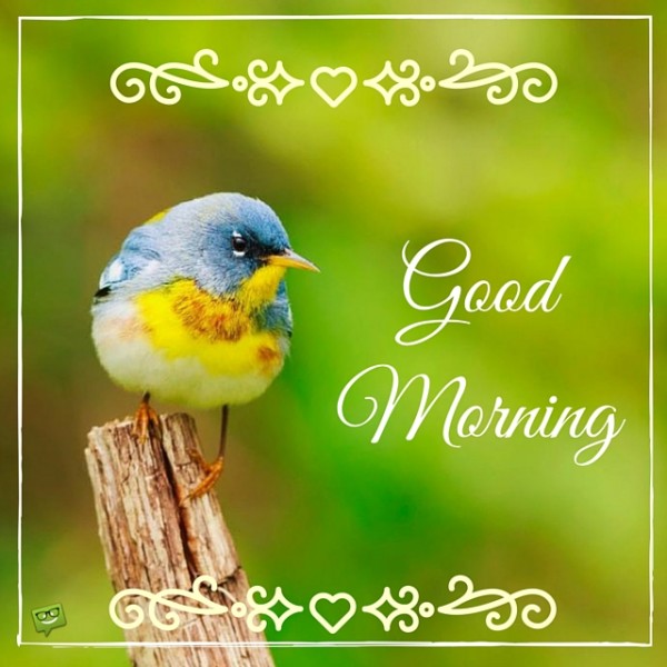 Good Morning With Colorful Bird !-wg017100