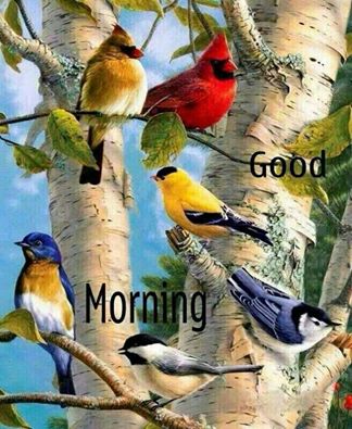 Good Morning With Colorful Birds-wb054