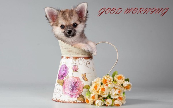 Good Morning With Cute Puppy-wm1716