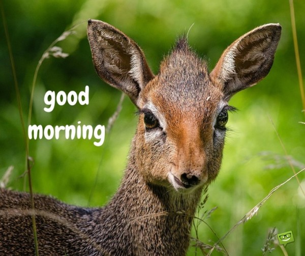 Good Morning With Deer-wg017103
