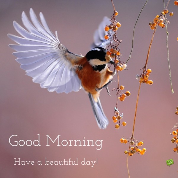 Good Morning With Flying Bird-wg017106