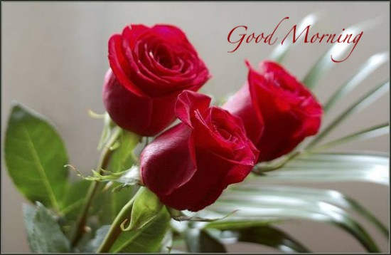 Good Morning With Fresh Red Rose-wg0913