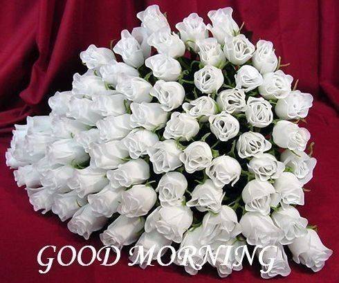 Good Morning With Huge Of White Roses-wg01046