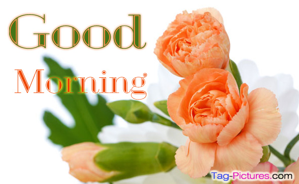 Good Morning With Locely Flowers-wg03309