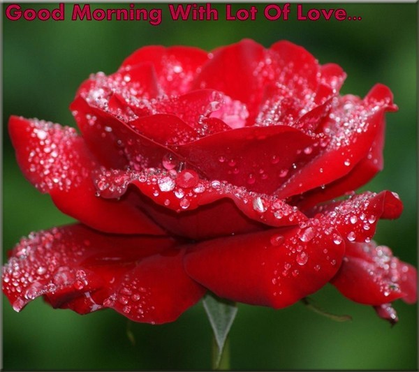 Good Morning With Lots Of Love-wg01047