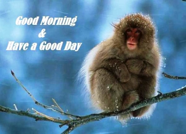 Good Morning With Monkey Image-wg01346