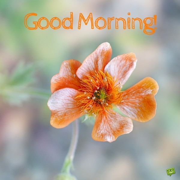 Good Morning With Orange Flower-wg01749