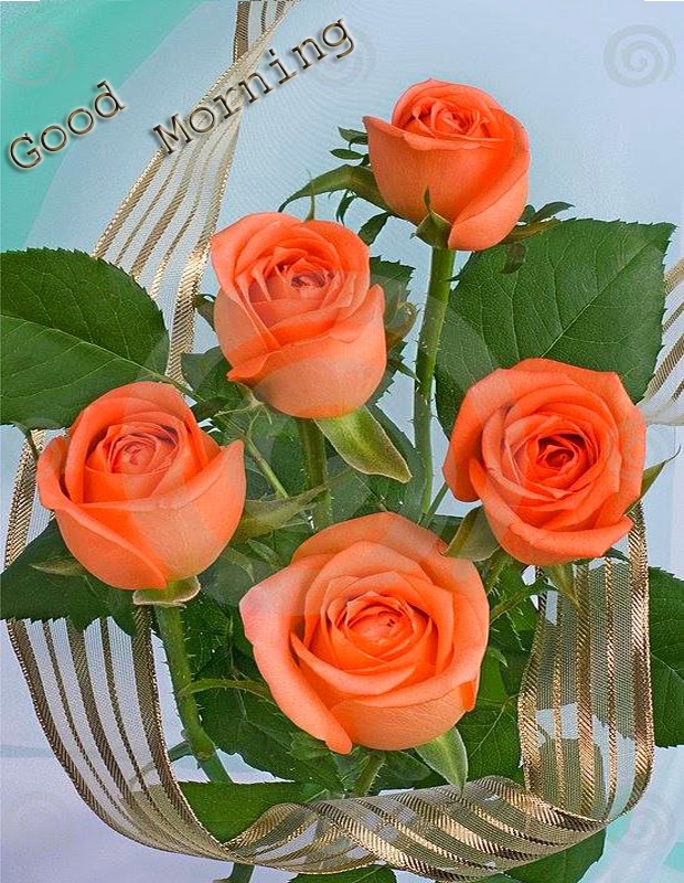 Good Morning With Orange Roses