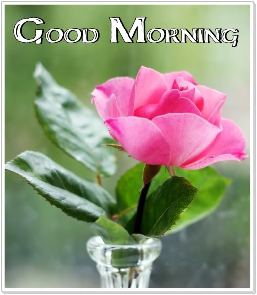 Good Morning With Pink Rose Image-wb6503