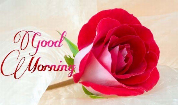Good Morning With Pink Rose !-wg01049