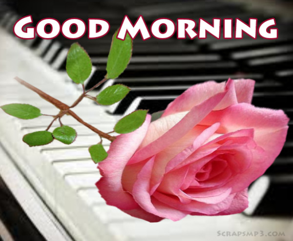 Good Morning With Pink Rose !-wg01752